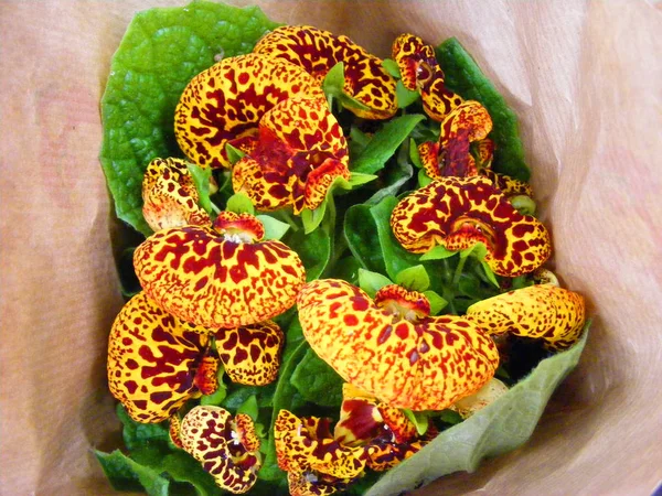 Calceolaria - group of Yellow tiger spotted flowers, yellow calceolaria flowers with maroon spotting