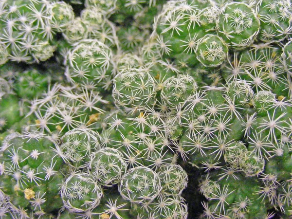 Texture Cactus Fond Vert — Photo