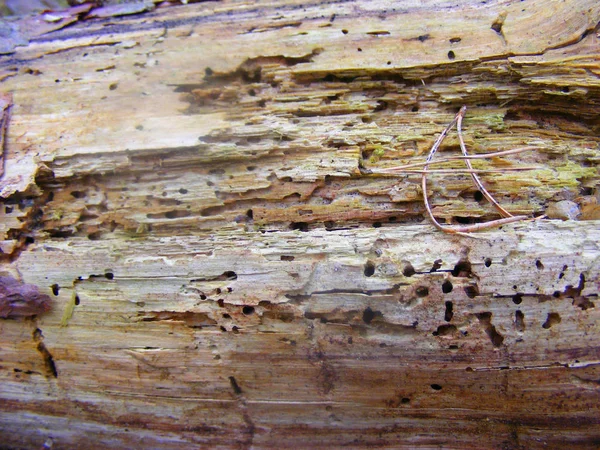 Rastros Escarabajo Corteza Corteza Árbol Viejo Bosque Textura Madera Escarabajo — Foto de Stock