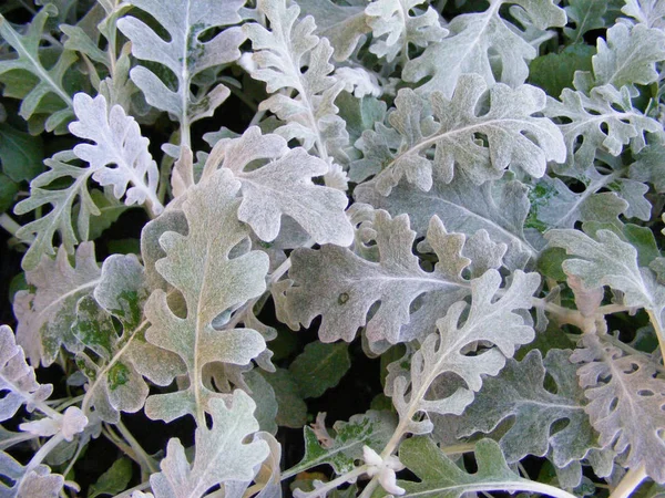 Dusty Miller Cineraria Maritima Güzel Cineraria Silverdust Arka Plan Dusty — Stok fotoğraf