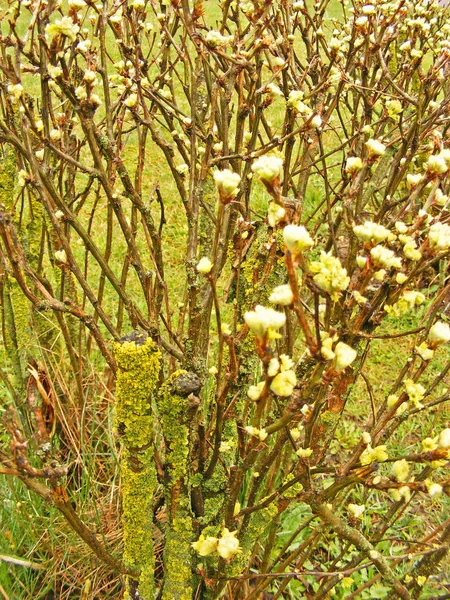 Kalejdoskopisk Tapeter Kakel Rosa Färg — Stockfoto