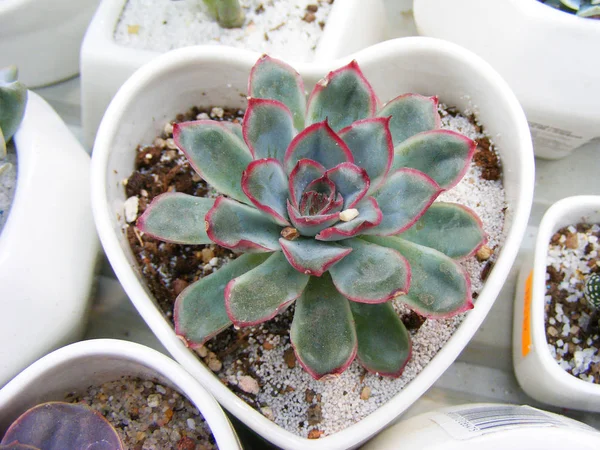 Petit Succulent Pot Sur Forme Coeur — Photo