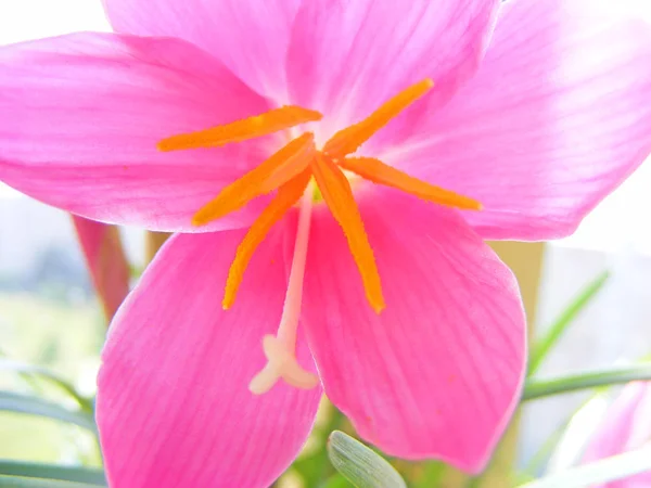 Kwiat Zakładu Długoterminowej Zefirantes Różowy Makro — Zdjęcie stockowe