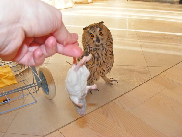 Κουκουβάγια Long Eared Στέκεται Τρώνε Ένα Ποντίκι Στο Σπίτι — Φωτογραφία Αρχείου