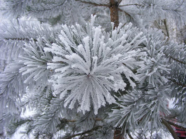 Abeto Com Neve Fresca — Fotografia de Stock