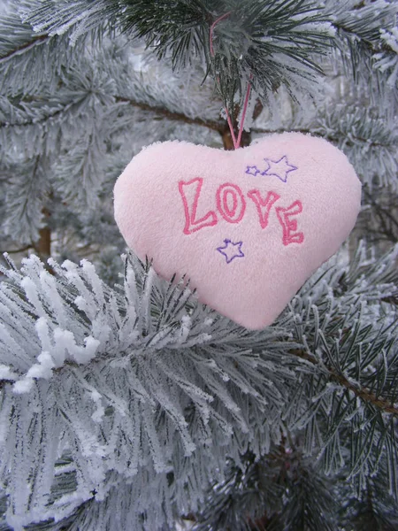 Amor Coração Rosa Ramo Pinheiro — Fotografia de Stock