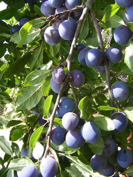 Purple Plum Green Background Organic Fruit Plum Harvest Vertical Photo — Stock Photo, Image