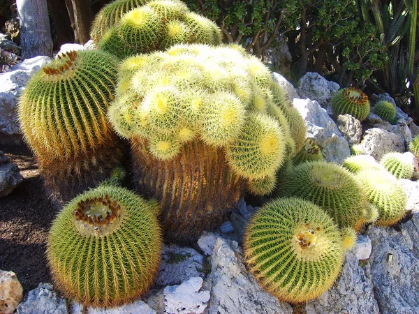 Vue Jardin Cactus Jardin Cactus Monaco — Photo