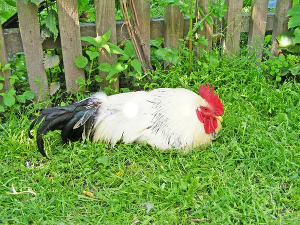 Kuk Tupp Stolt Fågel — Stockfoto