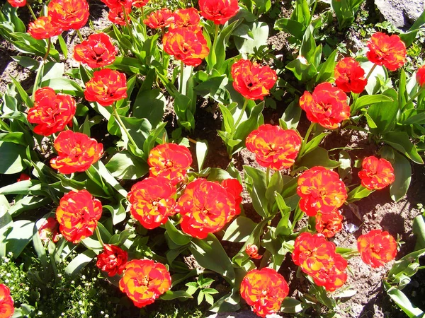 Rote Und Gelbe Tulpen Blühen Einem Garten — Stockfoto