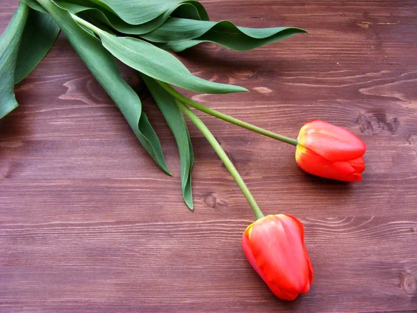 Zwei Rote Tulpen Auf Einem Hölzernen Hintergrund Mit Copyspace — Stockfoto