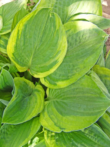 Vert Hosta Plantaginea Vue Verticale — Photo