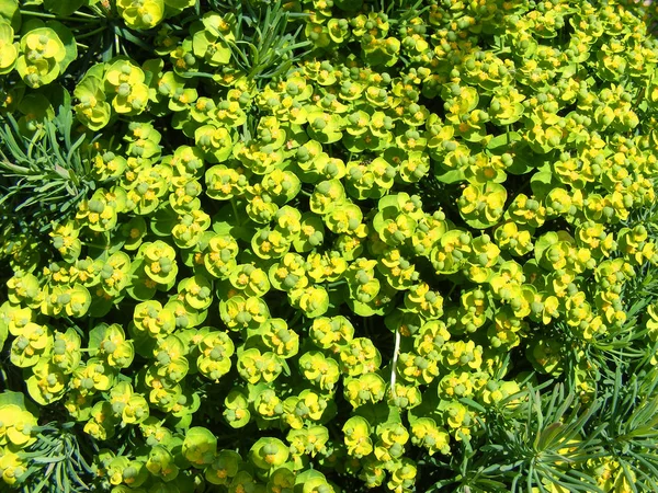 Wolfsmilchblüten Euphorbia Amygdaloides Hintergrund Grünen Und Gelben Blüten — Stockfoto