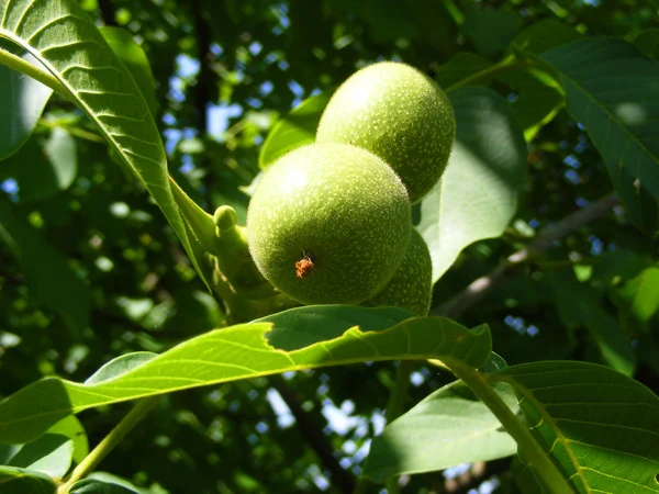 Rijping Van Walnoten Een Groene Boom Groen — Stockfoto