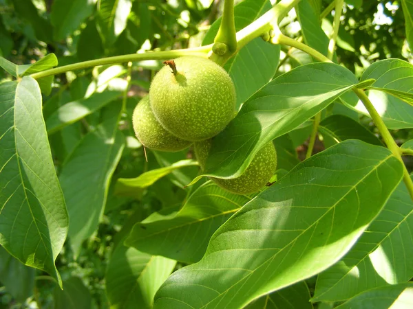 Green Walnuts Growing Tree Close — Stock Photo, Image