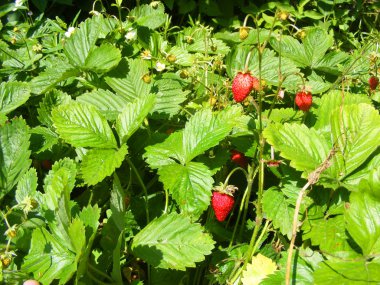 Çalılar ve yabani çilek kırmızı meyveler yaz günü ile yataklar