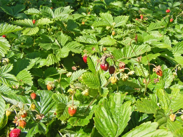 Bushes Beds Wild Strawberry Red Berries — Stock Photo, Image