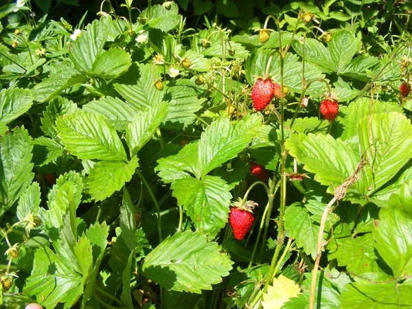 Bushes Beds Wild Strawberry Red Berries Summer Day — Stock Photo, Image