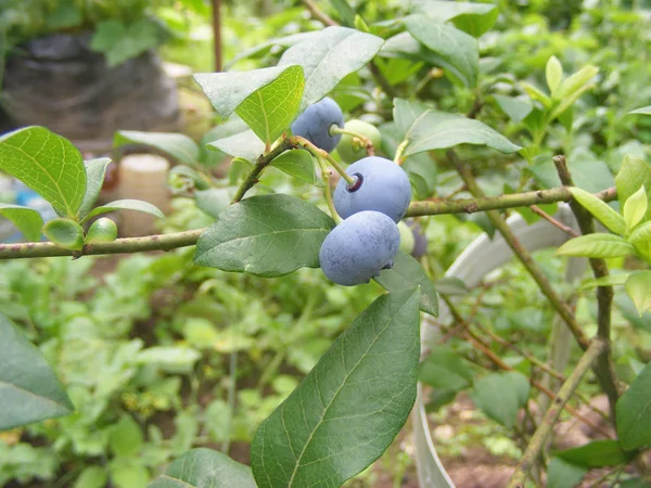 Jagody Rosnące Krzakach Zbiory Sezonowych Blueberry — Zdjęcie stockowe