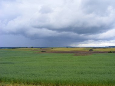 Yeşil yulaf peyzaj alanı