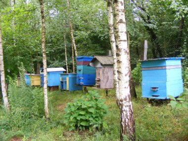 Orman ağaçları ile çayır üzerinde arı kovanı