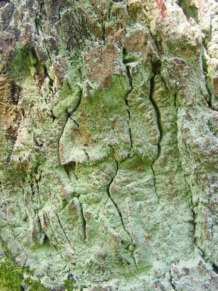 Textura Casca Árvore Carvalho Muito Velho Com Musgo Verde Foto — Fotografia de Stock