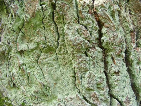 Texture Écorce Arbre Chêne Très Ancien Avec Mousse Verte — Photo