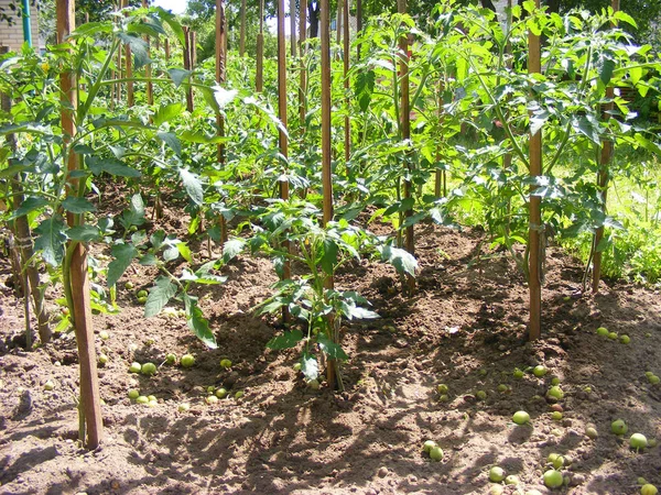 Branches Flowering Tomato Beds — Stock Photo, Image