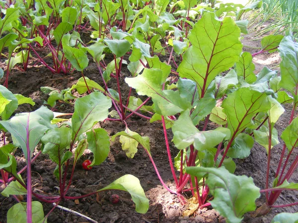 Feuilles Betterave Poussant Dans Jardin — Photo