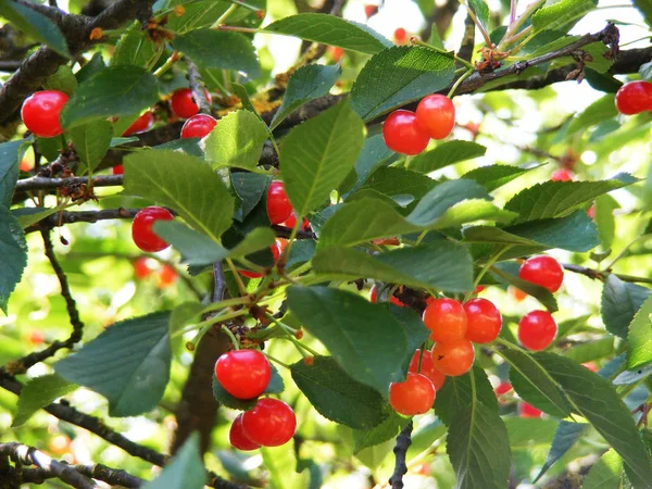 Red Orange Sweet Cherries Cherry Tree — Stock Photo, Image