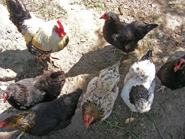 Das Huhn Auf Dem Bauernhof Sitzt — Stockfoto