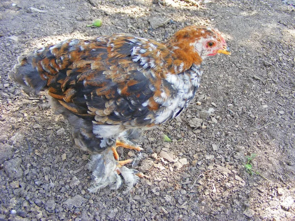 Natural Household Farm Chiken Close Portrait Young Brown Chicken — Stock Photo, Image