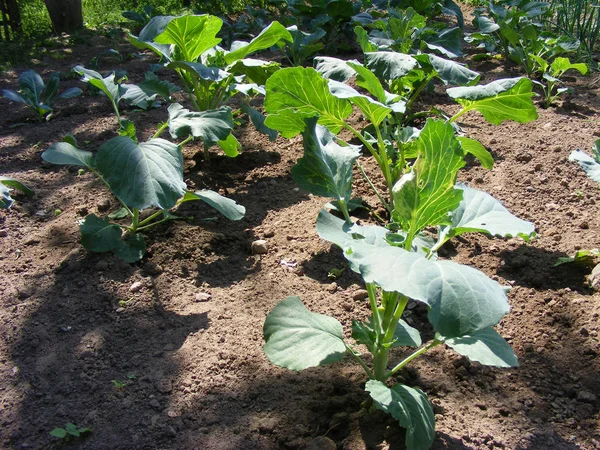 Cabbage Bed Green Leaves Unripe — Stock Photo, Image