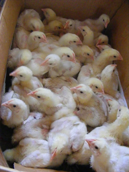 新しい生まれチキン 家の農場のほとんどのバイオ鶏のグループ 自然光 — ストック写真