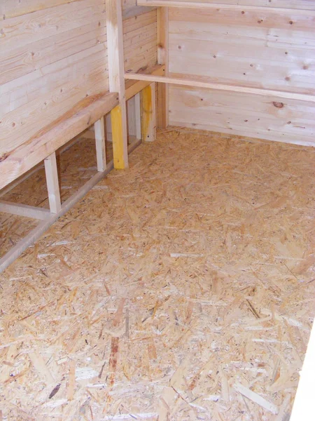 Chicken Home Plumage Indoor — Stock Photo, Image