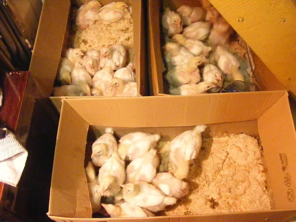 Baby chicken in the box. Carton, offspring.