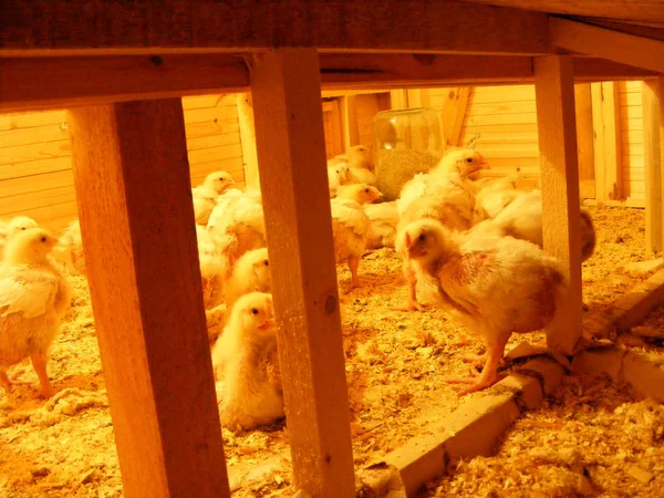 Csoport Baba Csirke Farm Baromfi Bruder Árammal Csirke Coop Gazdaságban — Stock Fotó