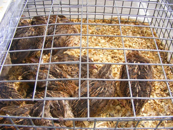 Prepelița Comună Cușcă Piața Agricolă Cursa Pentru Ouă Carne Culoare — Fotografie, imagine de stoc