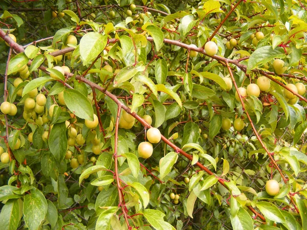 Plum Tree Branch Closeup Background Green Cherry Plum Fruit — Stock Photo, Image