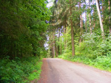 Yaz orman yolu ile sabah erken güneş ışınları