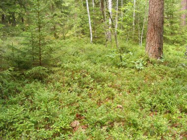 Ormanda büyüyen yaban mersini bush (Vaccinium myrtillus)