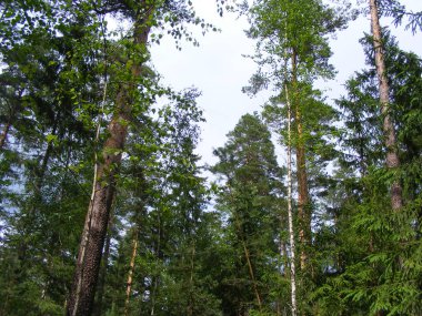 Çam ağaçları ve gökyüzü, orman gökyüzü üst kısımları