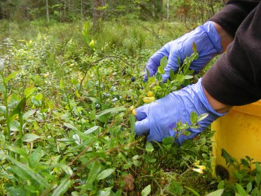 El allık yaban mersini ile