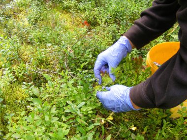 Yaban mersini çalı el tutar.