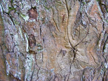 Ağaç doku eski meşe moss ile. Arka plan.