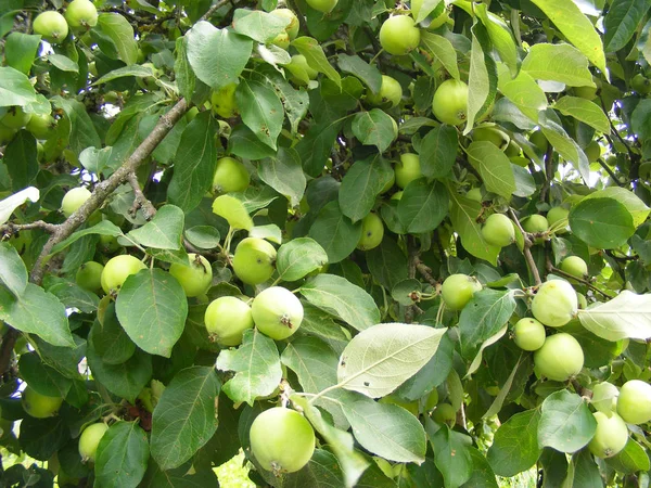 Rijke Oogst Groene Appels Een Appelboom Tak Achtergrondstructuur — Stockfoto