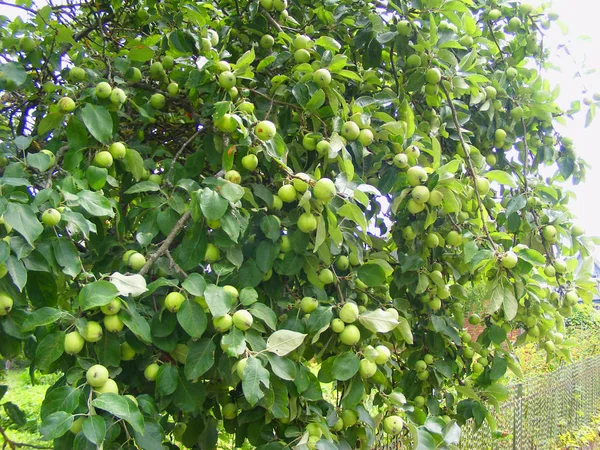 Rich harvest, green apples on an apple-tree branch