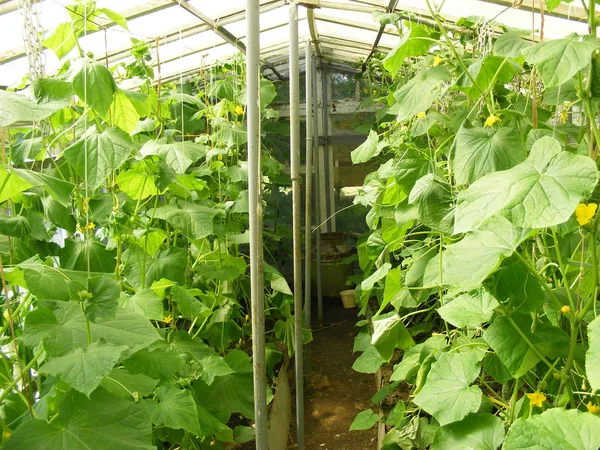 Scenery Greenhouse Cucumber Field — Stock Photo, Image