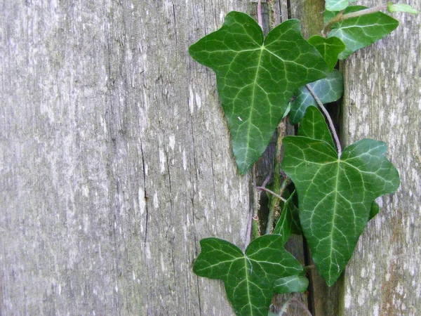 Efeu Wächst Auf Einem Holzzaun Grüner Efeu Auf Einer Holzwand — Stockfoto