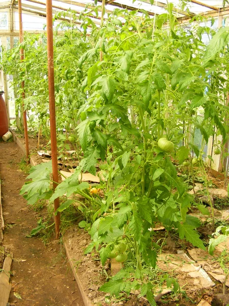 Invernadero Tomate Pueblo Foto Vertical — Foto de Stock